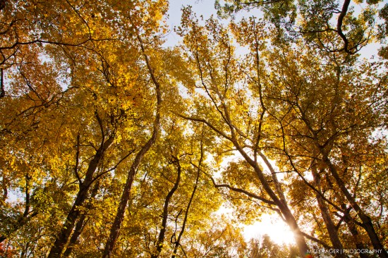 krager_eisenhower-park_26Oct2018